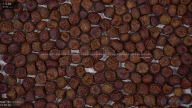 seed