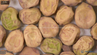 column seed