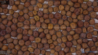 seed