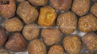 column seed