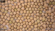 seed