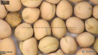 column seed