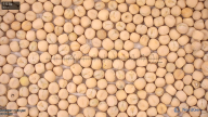 seed