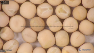 column seed