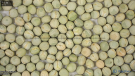 seed