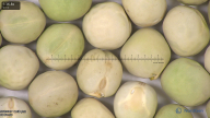 column seed