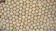 seed