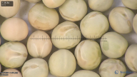column seed