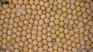 column seed