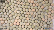 seed
