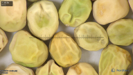 column seed