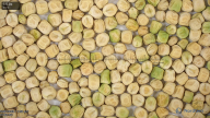 seed