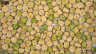 seed