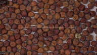seed