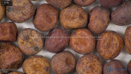 column seed