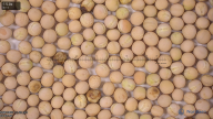 seed