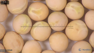 column seed