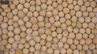 seed