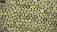 seed