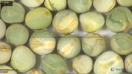column seed