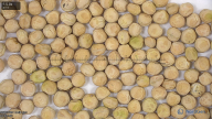 seed