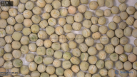 seed