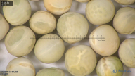 column seed