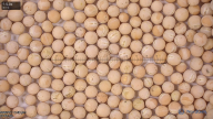 seed