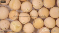 column seed