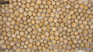 column seed