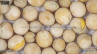 column seed