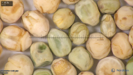column seed