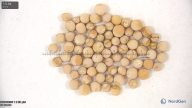 seed