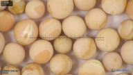 column seed