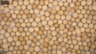 seed