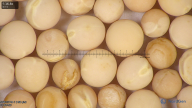 column seed