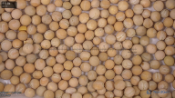 seed