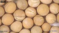 column seed