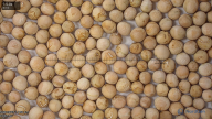 seed