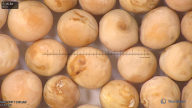 column seed
