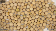 column seed