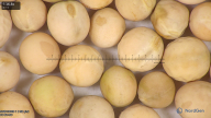 column seed