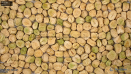 seed