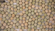 seed