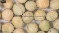 column seed
