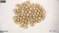 seed