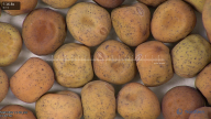 column seed