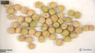 seed