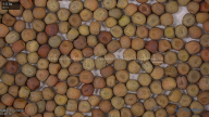 seed