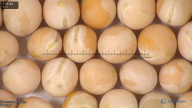 column seed